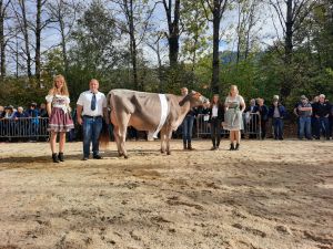 Junior Champion Portmann BS Boss Bolivia